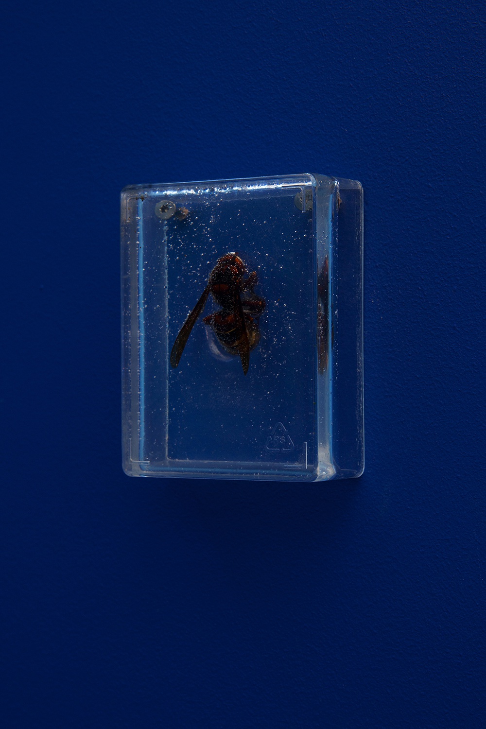 Richard Sides, The Physical Impossibility of Life in the Mind of Someone Living, 2021hornet, epoxy resin, plastic7,5 x 5,5 x 3 cm