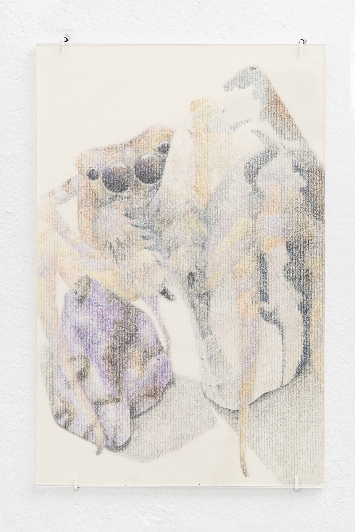 Susan Conte, Lower Arrangements (spider)colored pencil, paper, plexiglass28 × 43,2 cm